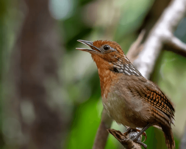 O canto do Uirapuru: entre a beleza da natureza e a força da lenda amazônica