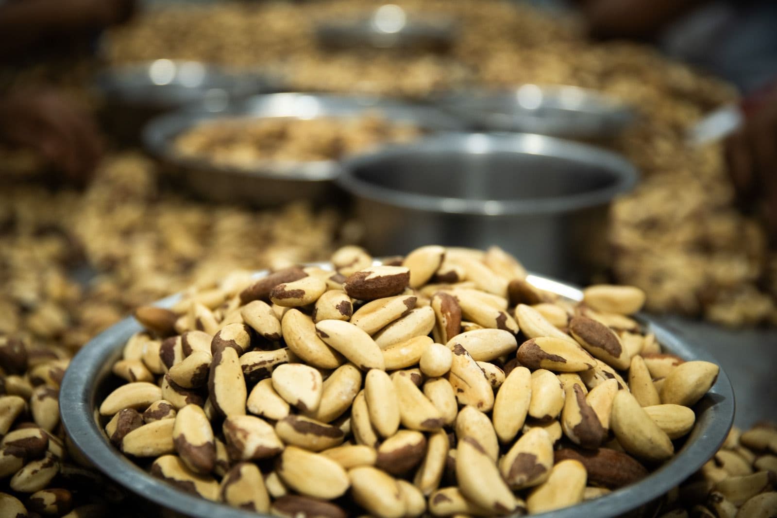 Startups inovam com tokenização da castanha da Amazônia