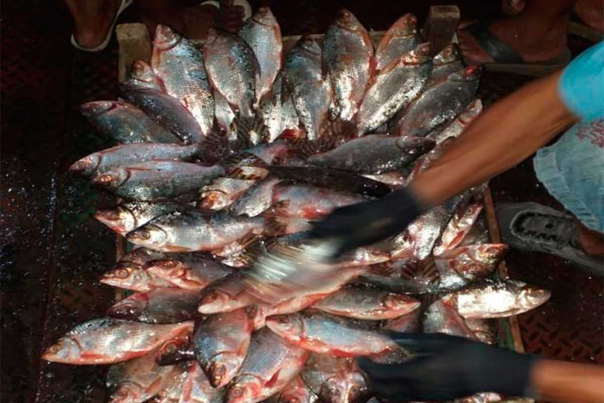 Deputado propõe reconhecer o jaraqui como Patrimônio Cultural Imaterial do Amazonas