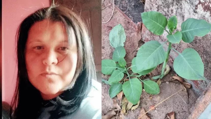 Mulher que comeu “falsa couve” não resiste e morre, em MG