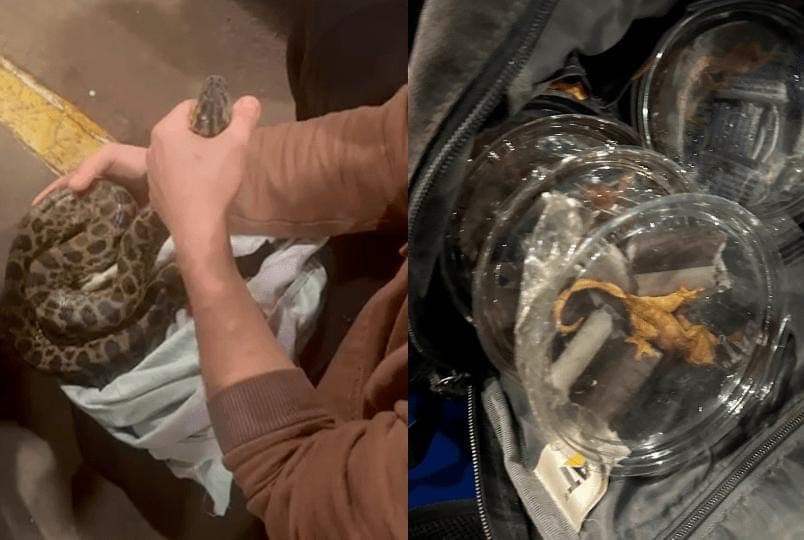 Jacarés e cobras são encontrados vivos dentro de mochila de brasileiro na fronteira com o Paraguai