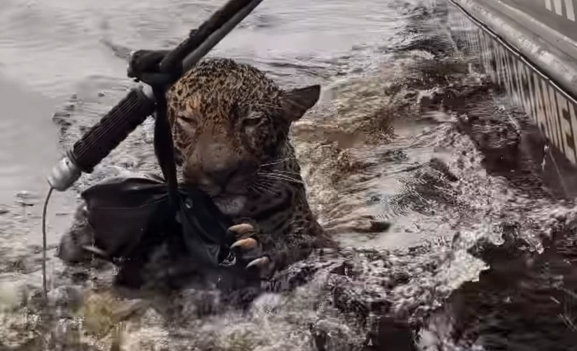VÍDEO: Onça-pintada resgatada após nadar 8 horas no Rio Negro foi atingida por 30 projéteis