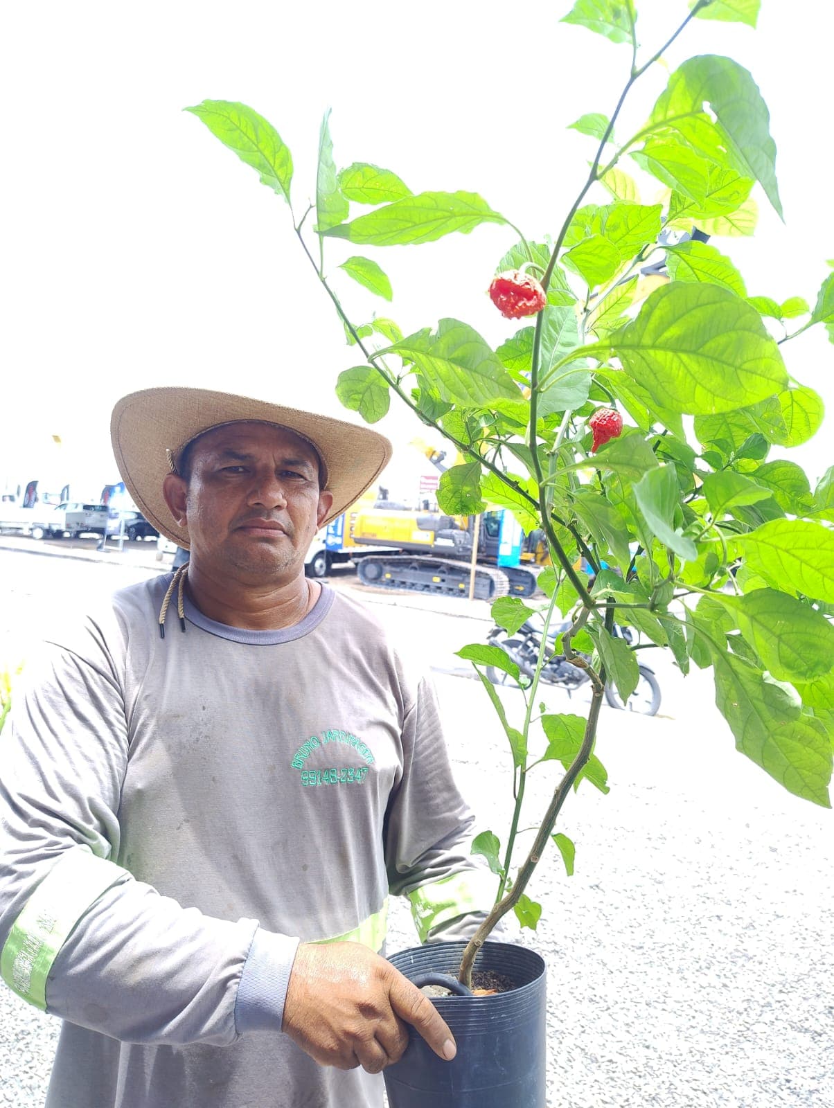 Carolina Reaper: a pimenta mais ardida do mundo agora é cultivada no Rio Preto da Eva