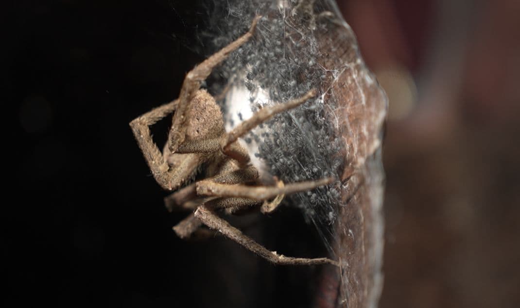 Chuva e calor trazem aranhas para dentro das casas; saiba como se proteger
