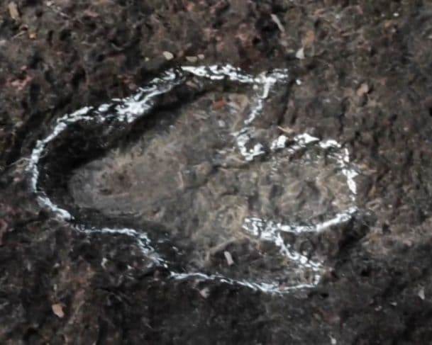 Pesquisadores encontram pegadas de dinossauros na Amazônia