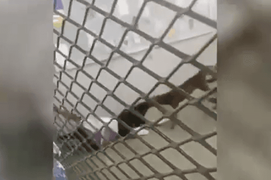 Pitbull invade escola em Belford Roxo e ataca alunos; jovem de 18 anos fica ferida