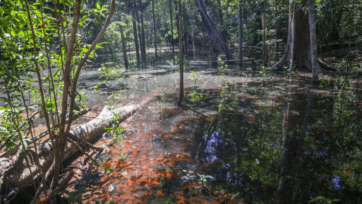 Pesquisadores identificam primeiras evidências de dinossauros na Amazônia
