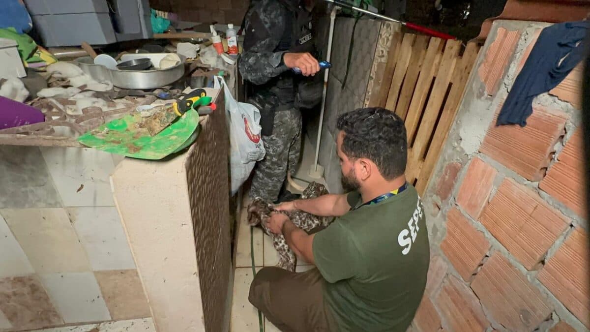 Causa animal mobiliza eleitor, avança nas políticas públicas e turbina candidaturas nas eleições deste ano