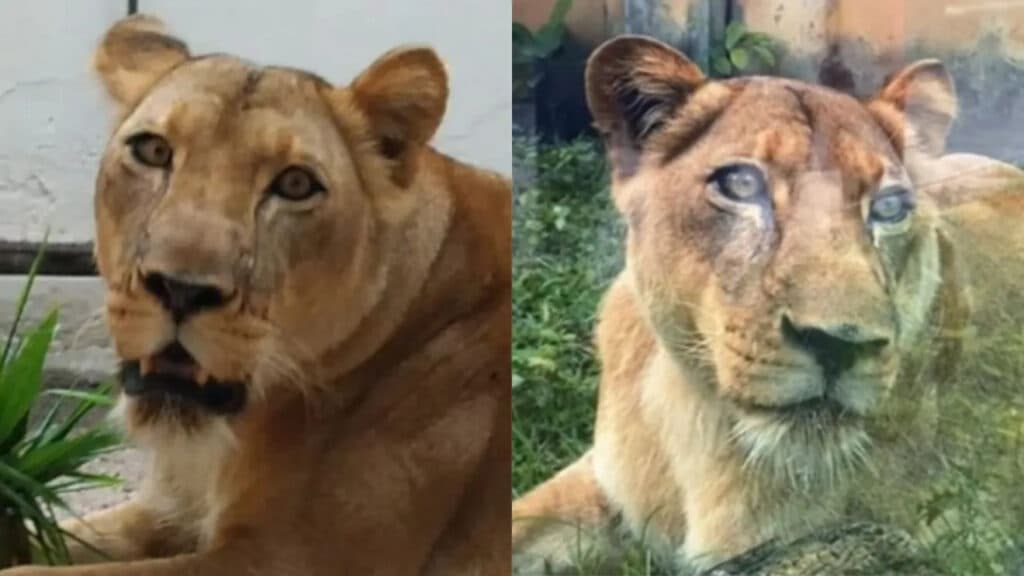 Zoológico onde rapaz foi morto por leoa é reaberto, com novas regras e câmeras com IA