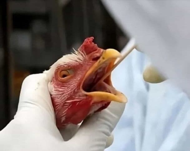 Nova variante da gripe aviária é registrada nos EUA; um homem foi infectado