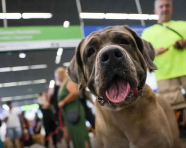 Supremo barra lei do RJ que liberava transporte gratuito de pets em cabine