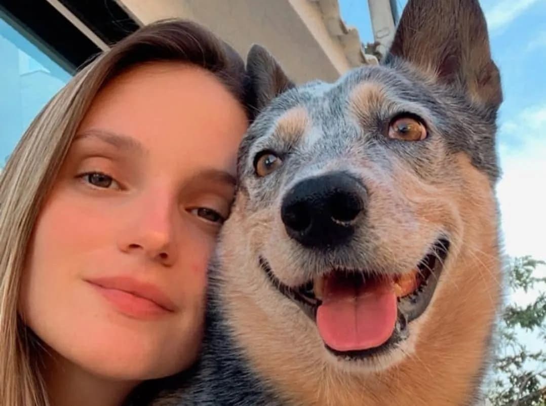 Fiel, cachorro permanece ao lado de tutora morta em rodovia após colisão