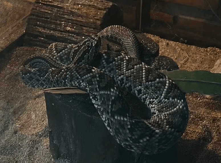 Animais peçonhentos: veja os municípios com mais casos no Amazonas