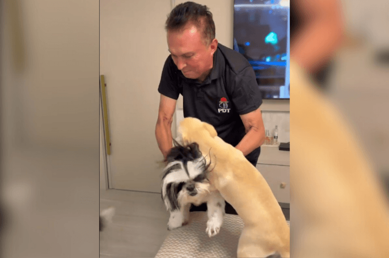 Sabá Reis assumirá em janeiro a presidência do diretório estadual do PDT no Amazonas