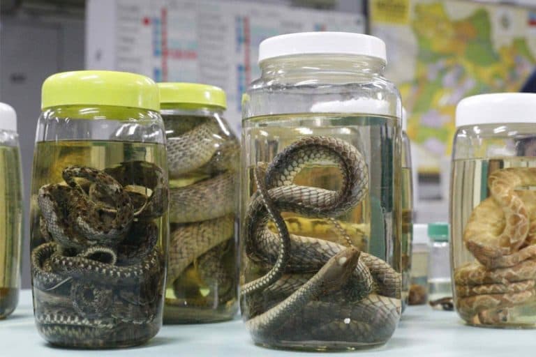 Serpentes lideram acidentes com animais peçonhentos no Amazonas; veja como prevenir