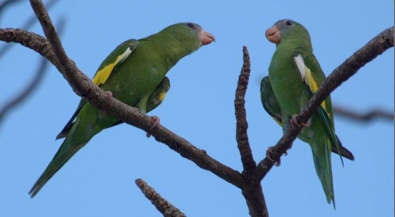 VÍDEO: Periquitos são encontrados mortos novamente na avenida Ephigênio Salles, em Manaus