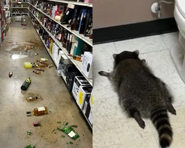 Guaxinim é encontrado desmaiado em loja de bebidas e acaba “detido” nos EUA