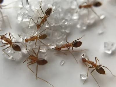 Truques caseiros ajudam a afastar formigas da cozinha