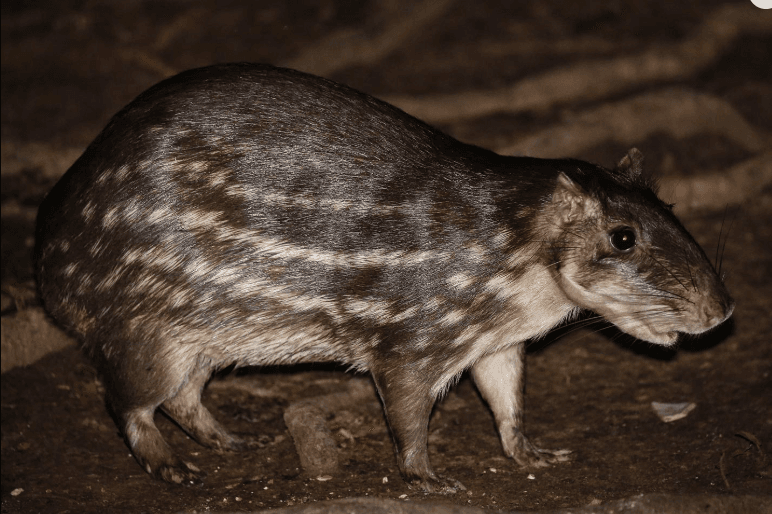 Caça de animais silvestres supriu metade das necessidades de proteínas de populações amazônicas