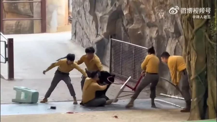 VÍDEO: Urso ataca tratador durante apresentação na China