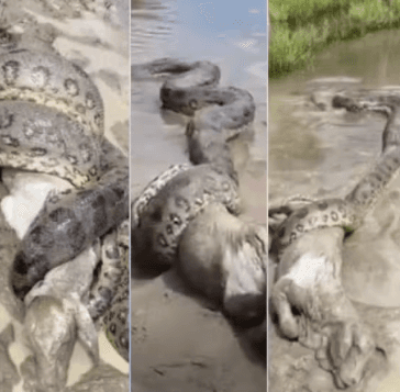 Sucuri é flagrada “abraçando” bezerro em córrego no interior do MT