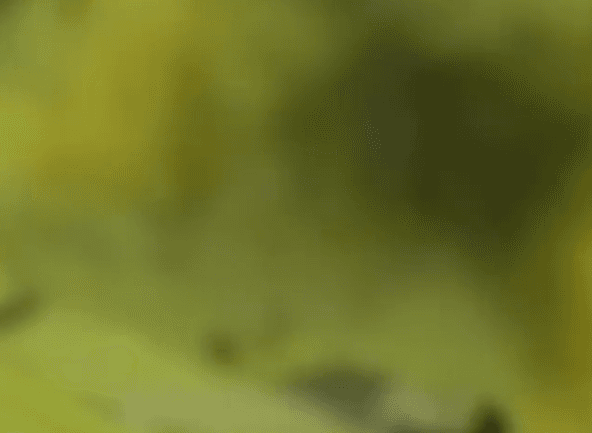 Jovem morre ao manusear artefato explosivo em tentativa de extorsão no Peru