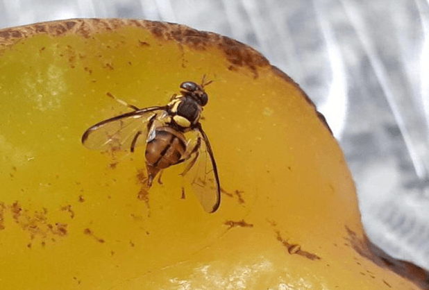 Governo federal instala centro de emergência para combater avanço da mosca-da-carambola