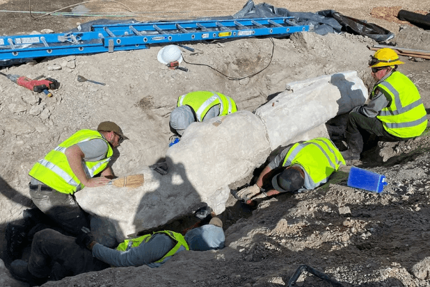 Fósseis de dinossauro são encontrados durante obra em parque arqueológico nos EUA