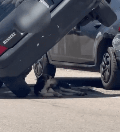 Cachorro vira “personagem” após acidente sem feridos no Paraná