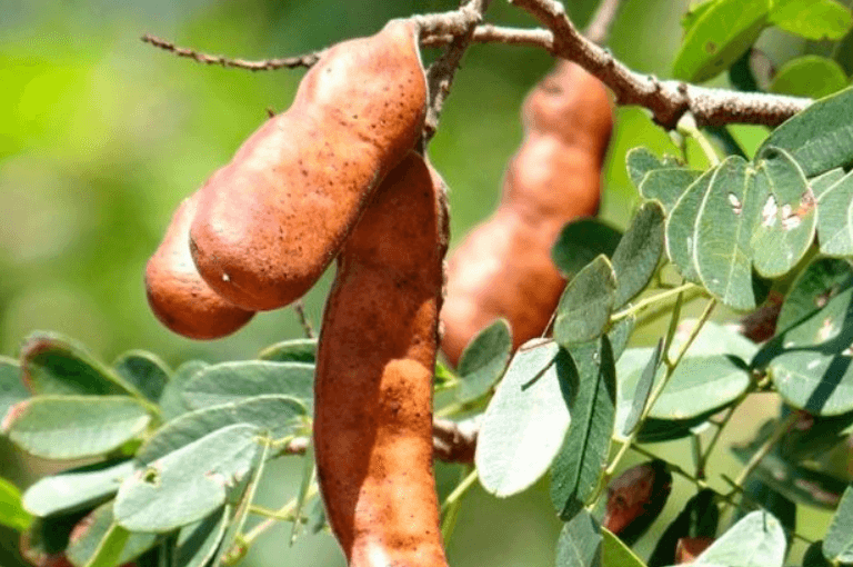 Planta amazônica é base de pesquisa para tratamento de pé diabético no SUS