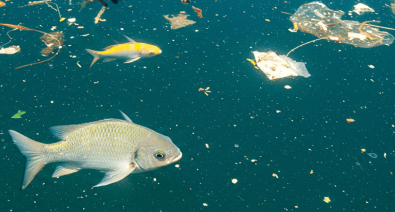 Estudo aponta que calor agrava toxicidade de microplásticos e metais em peixes