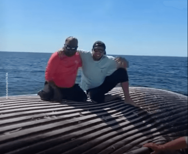 VÍDEO: Pescadores bêbados sobem em baleia morta nos EUA