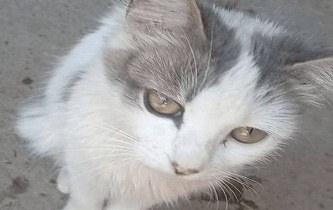 Dois homens são indiciados por torturar e matar gata grávida