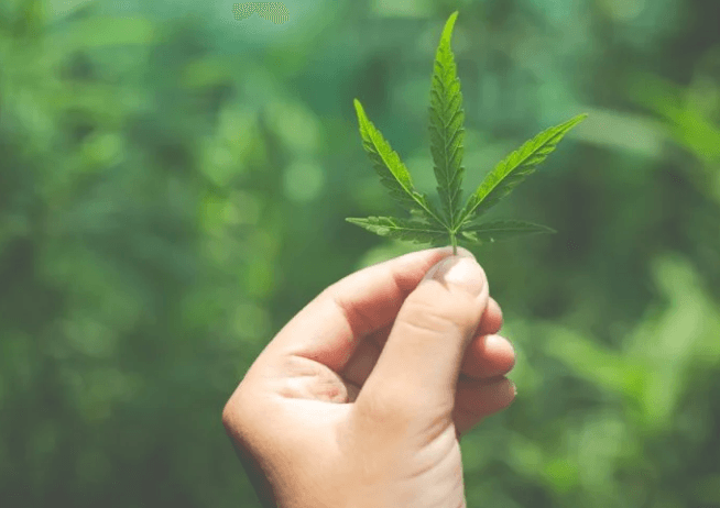 Veja as regras da Anvisa para o cultivo de cannabis medicinal