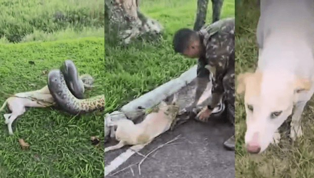 VÍDEO: Cachorro é quase engolido por sucuri de 3 metros em quartel do Exército