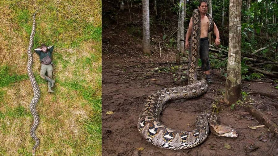 Cobra de 7,22 metros entra para o Guinness como a maior do mundo