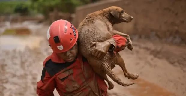 Após tragédias como Brumadinho e enchentes no RS, Senado cria regras para salvar animais em desastres
