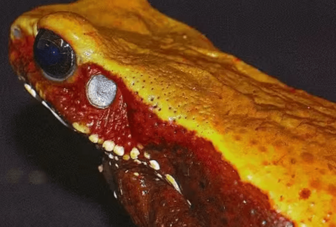 Veneno de sapo-cururu da Amazônia pode ajudar no desenvolvimento de novos antibióticos, diz pesquisa