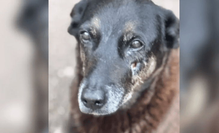 Governo anuncia decreto ‘Cão Orelha’ e aumenta multas em até R$ 1 milhão por maus-tratos a animais