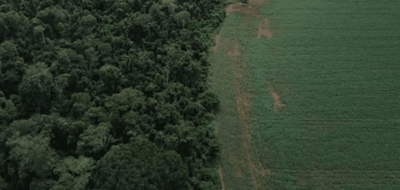 Holanda promete R$ 2,7 bilhões para fundo criado pelo Brasil para proteger florestas tropicais