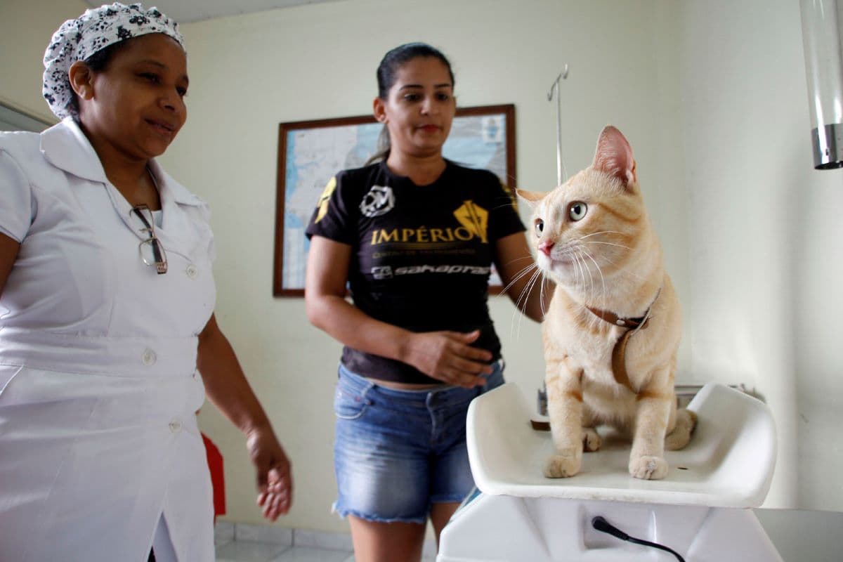 Castramóvel Caramelo abre agendamento gratuito em Manaus; veja como